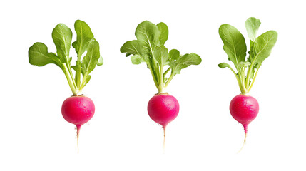 Pack of Radish Set Against Transparent Background for Culinary Photography, Food Styling, or Gardening