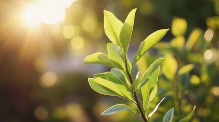 Young Plant in Sunlight: Nature's Growth and Hope, Eco-Friendly Theme