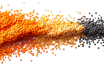 Organic dried lentils falling gracefully on transparent background, high quality food ingredient perfect for culinary design, recipe photography and vegan concepts