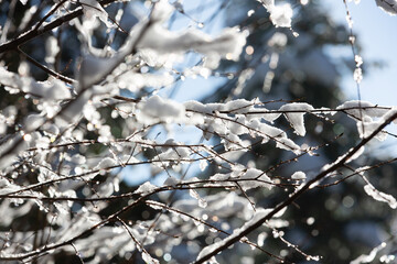delicate branches covered in snow and ice, capturing a quiet winter scene.