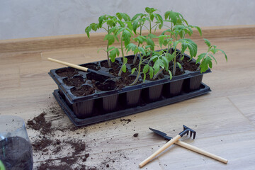 Preparation before spring, rose gardens, seedlings. Home garden, vegetable garden.