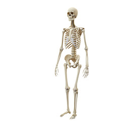 Human Skeleton Anatomy: Detailed Image