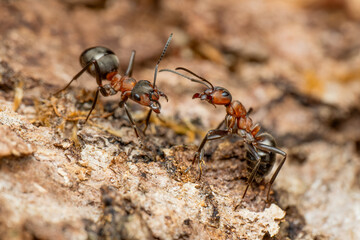 Red Wood Ant - Formica rufa, common popular forest insect from Euroasian forests and woodlands, Zlin, Czech Republic.