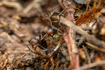 Red Wood Ant - Formica rufa, common popular forest insect from Euroasian forests and woodlands, Zlin, Czech Republic.