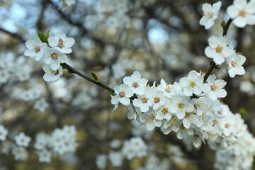 Spring blossoming trees with white flowers in the garden. Spring background