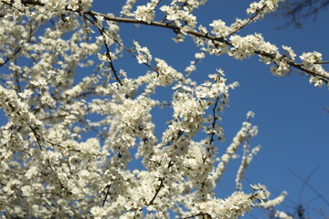 Spring blossoming trees with white flowers in the garden against the blue sky. Spring background