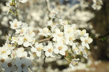 Spring blossoming trees with white flowers in the garden. Spring background