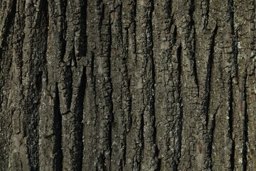 Tree bark background, close up view