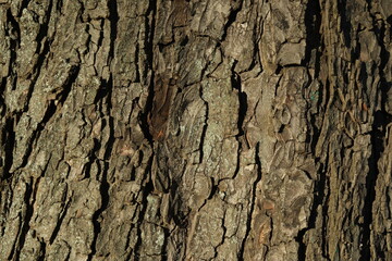 Tree bark background, close up view