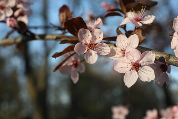 Spring blossoming trees with pink flowers in the garden against the blue sky. Spring background