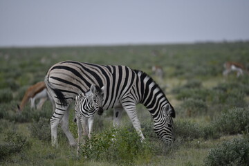 zebra in wild savannah, Animal of africa