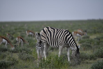 zebra in wild savannah, Animal of africa