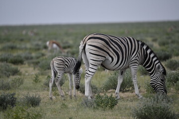 zebra in wild savannah, Animal of africa