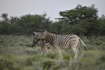 Obraz premium zebra in wild savannah, Animal of africa