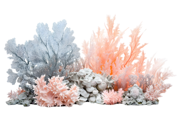 Elegant coral reef composition with pastel pink white and gray sea fans and corals isolated on transparent background