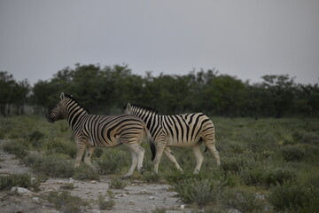 zebra in wild savannah, Animal of africa