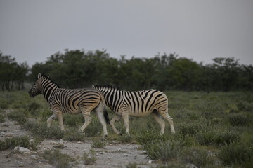 Obraz premium zebra in wild savannah, Animal of africa