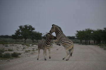 zebra in wild savannah, Animal of africa