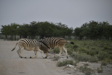 zebra in wild savannah, Animal of africa