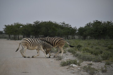 zebra in wild savannah, Animal of africa
