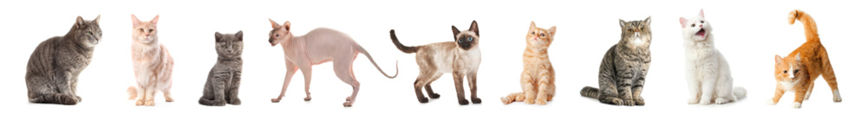 Set of different cats on white background © Pixel-Shot