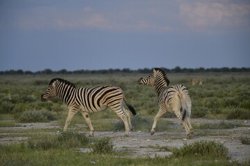 zebra in wild savannah, Animal of africa