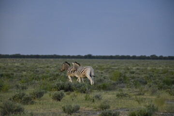 zebra in wild savannah, Animal of africa