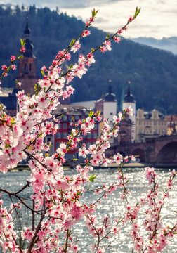 Heidelberg im Fr&uuml;hling, Alte Br&uuml;cke und Kirschbl&uuml;te