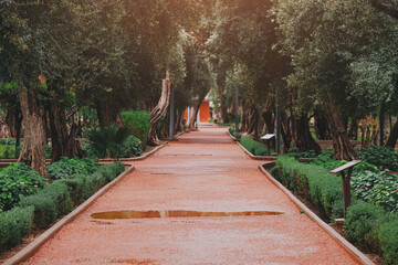 Scenic view of a tranquil red gravel path winding through a peaceful olive grove after a refreshing rain, creating a serene atmosphere