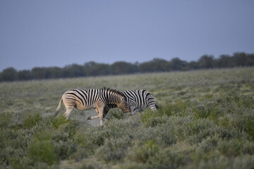 Obraz premium zebra in wild savannah, Animal of africa