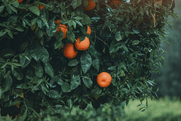 Close up of ripe oranges growing on a tree branch with wet leaves, creating a vibrant and...