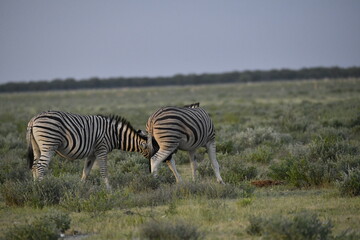 Obraz premium zebra in wild savannah, Animal of africa