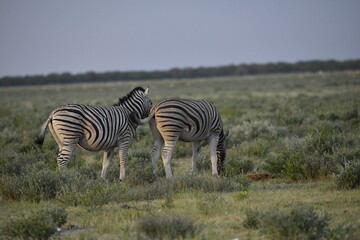 Obraz premium zebra in wild savannah, Animal of africa