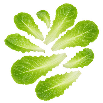 Fresh Lettuce: Healthy Eating