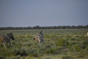 zebra in wild savannah, Animal of africa