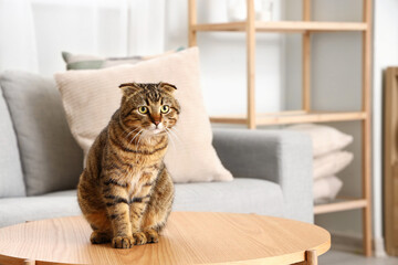 Striped Scottish fold cat sitting on table at home