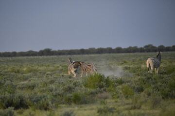Naklejka premium zebra in wild savannah, Animal of africa