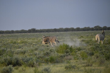 Naklejka premium zebra in wild savannah, Animal of africa
