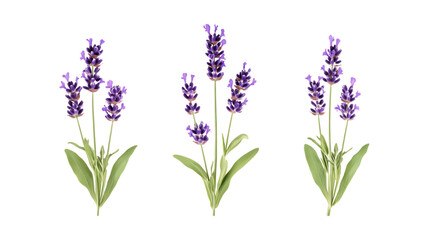 Obraz premium Pack of Lavender set of Three Different Poses set Against Transparent Background for Floral, Aromatherapy, or Nature Promotion Projects