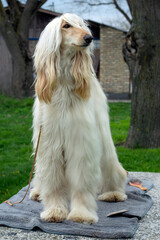 Afghan hound standing on a grooming table outdoor portrait