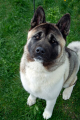 Cute American akita dog sitting outside portrait