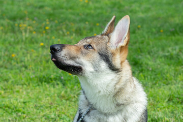 Czechoslovakian Wolfdog puppy closeup outdoor portrait