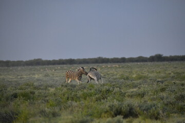 zebra in wild savannah, Animal of africa