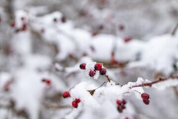 Snow-covered branches of a hawthorn plant with bright red berries stand out against a blurred snowy background.