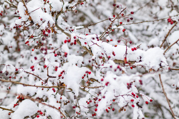 Snow-covered branches of a hawthorn plant with bright red berries stand out against a blurred snowy...
