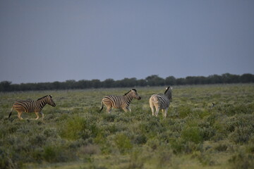 zebra in wild savannah, Animal of africa