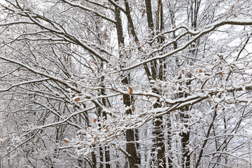 A close-up of snow-covered tree branches against a bright blue sky with scattered white clouds.