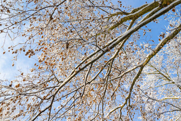 Obraz premium A low-angle view of snow-covered tree branches against a bright blue sky with wispy clouds.