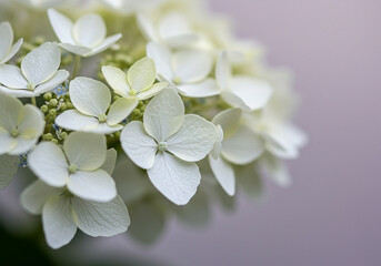 Delicate White Flowers in Bloom