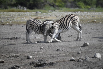 zebra in wild savannah, Animal of africa